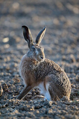 hare