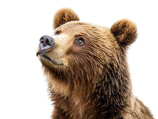 Grizzly Bear Portrait