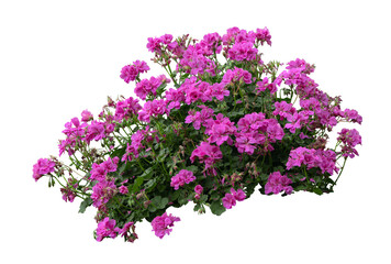 Tropical plant fence bush green shrub tree isolated on white background with clipping path.