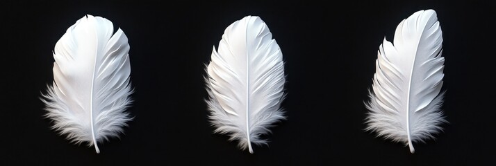 Obraz premium Three white feathers rest on a black background, highlighting their elegant shapes and detailed textures in a striking contrast