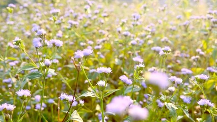 Obraz premium Field of Tiny White Flowers: A mesmerizing field of delicate white flowers bathed in soft morning light, creating a sense of tranquility and wonder.