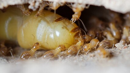 Termite Colony: A macro shot of a termite colony with a close-up on a cluster of eggs, revealing intricate details of the tiny creatures swarming around the egg nest.