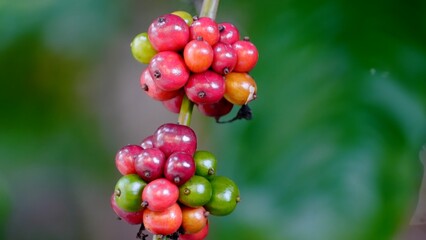 Coffee Cherries on Branch: Close-up of vibrant, ripe coffee cherries in various stages of maturation clustered on a branch.  The colors range from deep red to green.