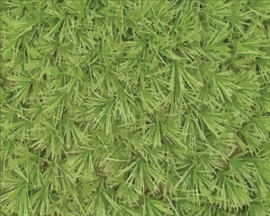 Green grass texture background vector. Grass, green, background, texture, lawn, field, vector, nature, spring, summer, garden. Can use for infographic, banner, poster, web design.	