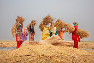 Rice trashing.
Paddy rice thrashing manually in Rural Punjab, Pakistan