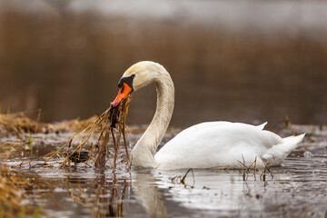 Mute swan in action