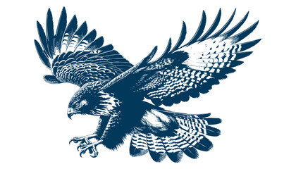 Buteo buteo  Common buzzard vector