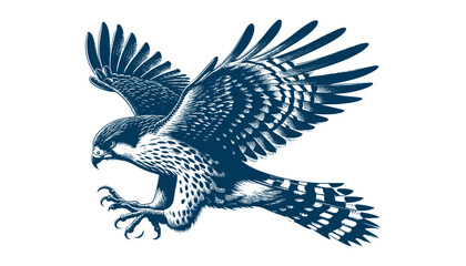 Buteo buteo  Common buzzard vector