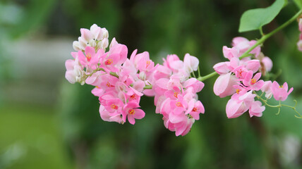 Beautiful bloom Antigonon pink flower with nature blurred background