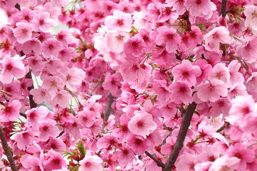 昭和公園の満開のピンク色の桜の風景3