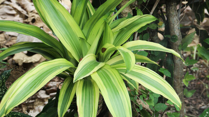Dracaena fragrans (cornstalk dracaena), is a flowering plant species, native throughout tropical Africa, from Sudan south to Mozambique, known as striped dracaena, compact dracaena, and corn plant
