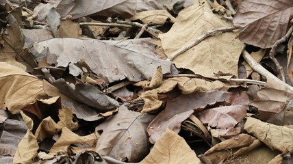 dry leaves in the forest during the dry season