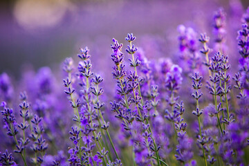 Blooming Lavender Flowers in a Provence Field Under Sunset light in France. Soft Focused Purple Lavender Flowers with Copy space. Summer Scene Background