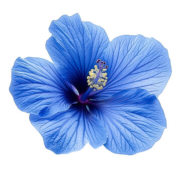 Fototapeta blue hibiscus flower isolated on white background