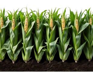 Fototapeta premium Rows of Corn Plants in a Field