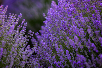 Blooming Lavender Flowers in a Provence Field Under Sunset light in France. Soft Focused Purple Lavender Flowers with Copy space. Summer Scene Background