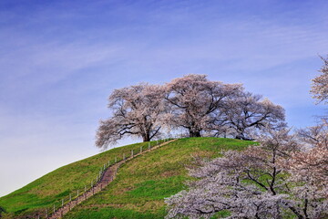 さきたま古墳公園の桜