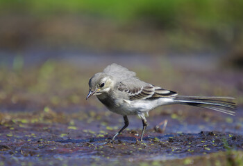 The White Wagtail - juvenile bird at a wetland in summer