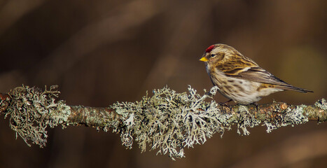 Common Redpoll - in early spring at wetland
