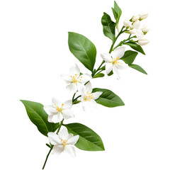 Obraz premium Jasmine flowers