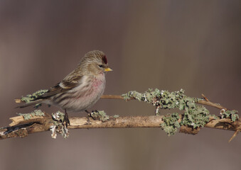 Common Redpoll - in early spring at wetland