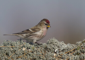 Common Redpoll - in early spring at wetland