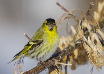 Eurasian Siskin - male bird on early spring at a wetland