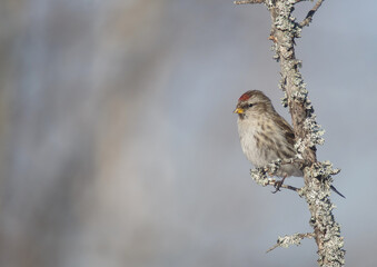 Common Redpoll - in early spring at wetland
