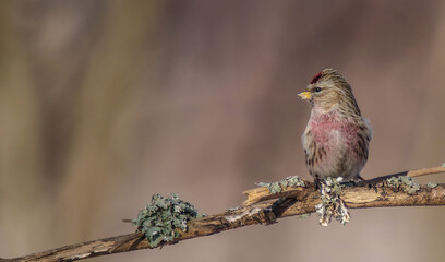 Common Redpoll - in early spring at wetland