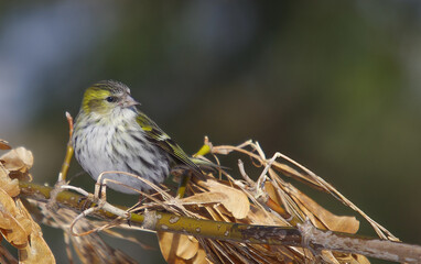 Eurasian Siskin - female bird on early spring at a wetland