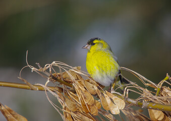 Eurasian Siskin - male bird on early spring at a wetland