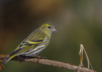 Eurasian Siskin - female bird on early spring at a wetland