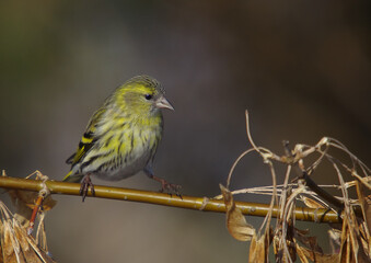 Eurasian Siskin - female bird on early spring at a wetland
