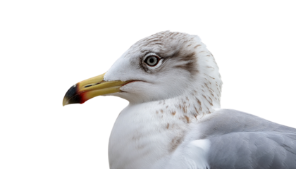 close up of a seagull, beak and head