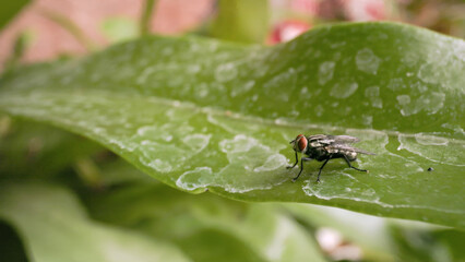 Close-up of a housefly on a green leaf. Macro photography of a housefly on a green fern.