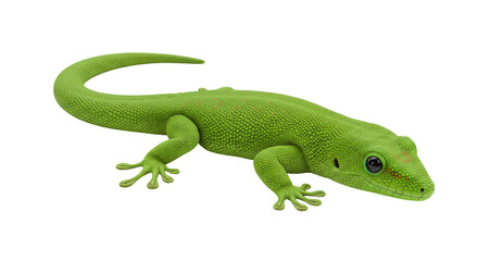 Isolated Green Gecko Lizard