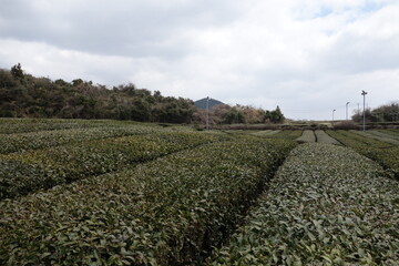 Jeju, Osulloc, Tea, Musuem, Plantation, Farm, Korea, View, Scenery, Landscape, Travel, Attraction