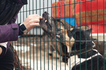 Dog in animal shelter. Volunteer feeds a homeless dog at a shelter.