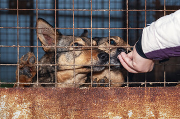 Dog in animal shelter. Volunteer feeds a homeless dog at a shelter.