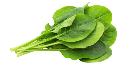 Isolated Bunch of Spinach