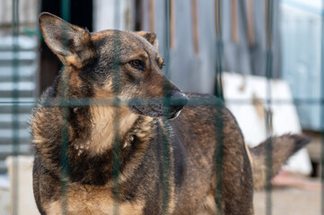 Dog in animal shelter. Homeless sad dog in a cage.