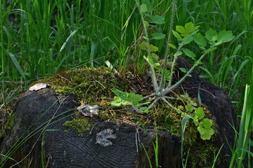 Plant growing on a tree stump covered with green moss