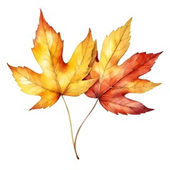 Two Autumn Maple Leaves
