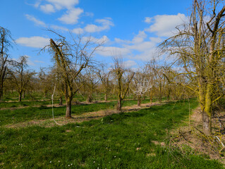 Fleurissement précoce dans ce vieux verger de plaine, CEA, Alsace, Grand Est, France
