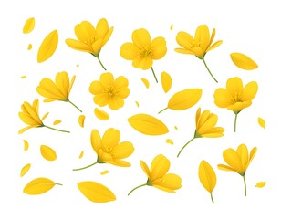 Fototapeta premium Floating Yellow Flowers, Petals, Spring, Isolated