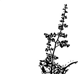 Ambarella blom vector: perfect for summer design 