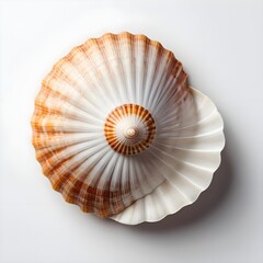 Obraz premium Spiral Seashell on White Background