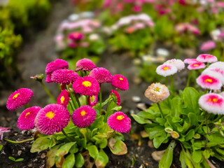 Obraz premium Colorful Bellis perennis flowers with soft bokeh background in a spring garden.