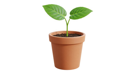 Isolated Small Plant in Pot