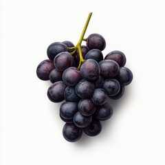 Fototapeta premium Dark purple grapes on a stem